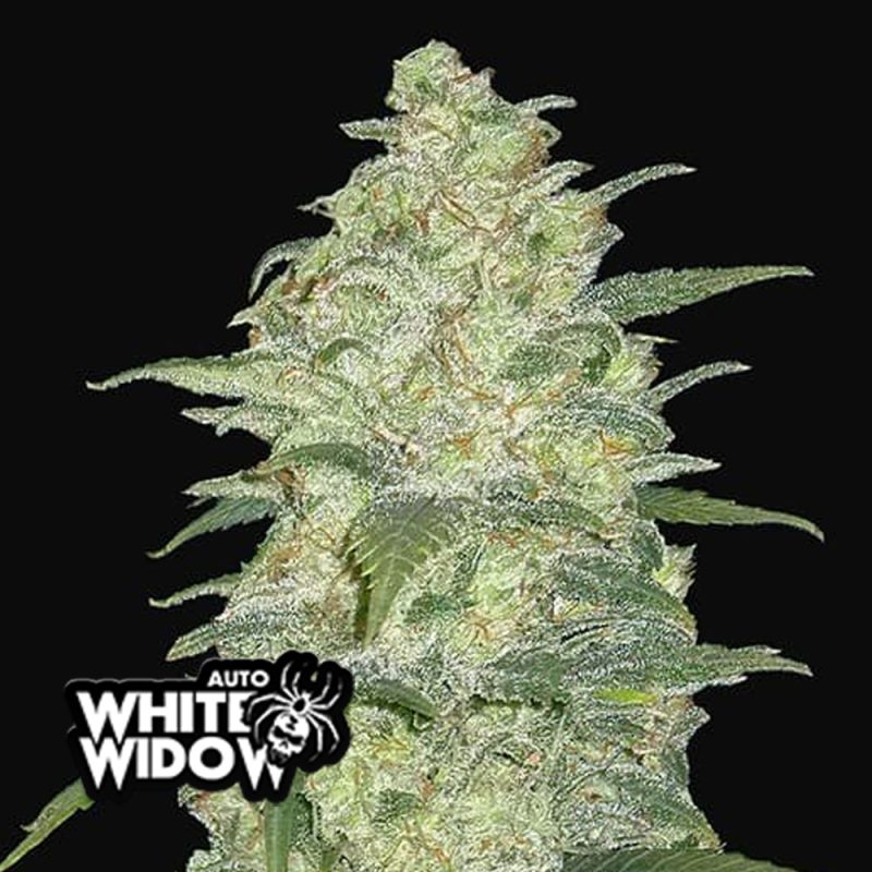 Original Auto White Widow
