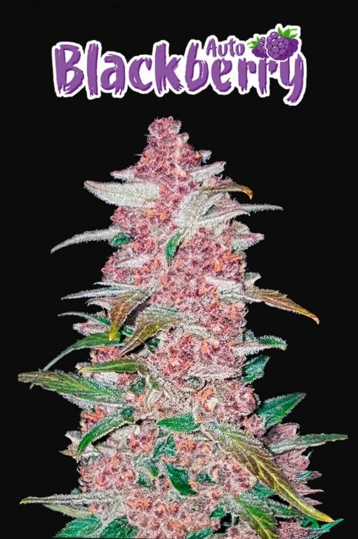 blackberry-auto