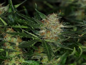 Dream sherbet Auto