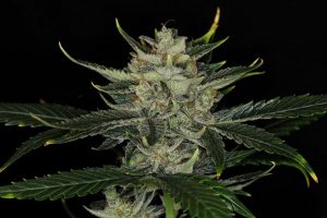 Gorila King Auto