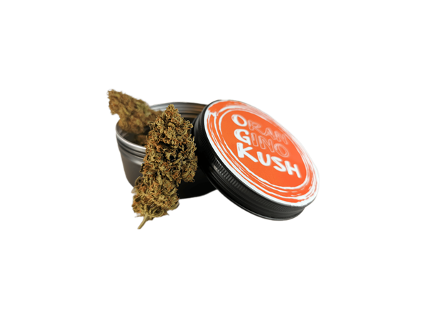 Oran Gino Kush