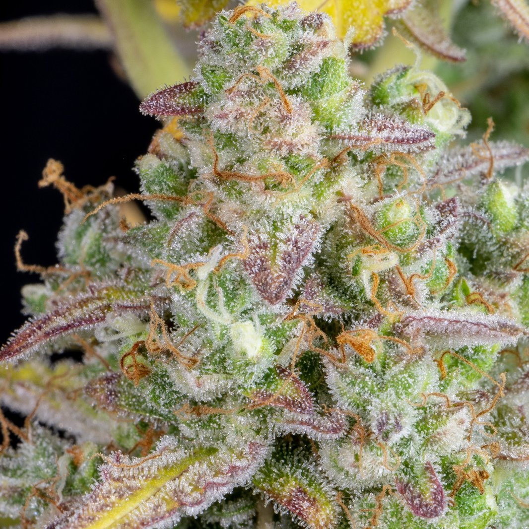 Wedding Cheseecake Auto Fast Buds genetics -DENSE BUDS