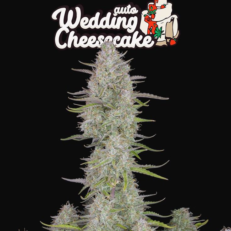Wedding Cheseesecake Auto - fast buds - SATIVA dominant