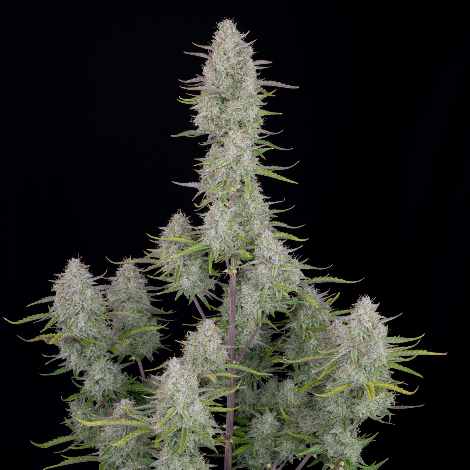 wedding cheesecake autoflowering fast buds, easy to grow