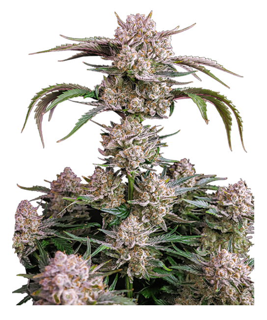 fast buds Strawberry gorilla auto flower