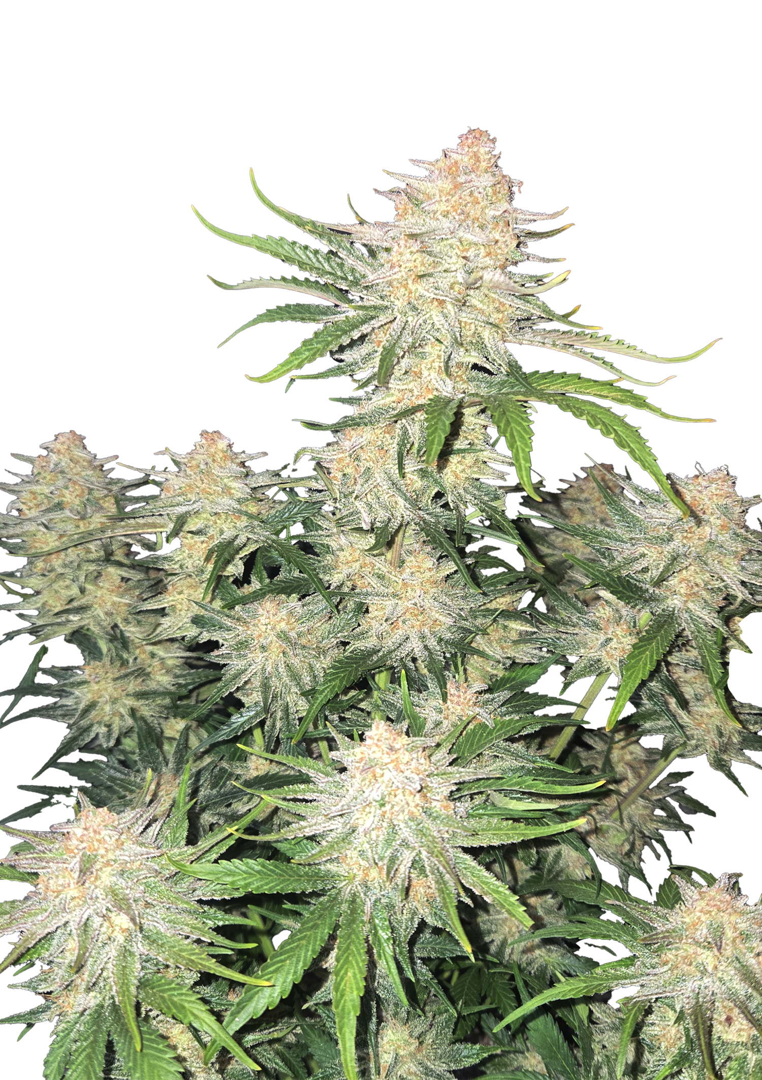 fast buds frost banger aiutoflower