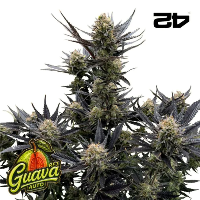 guava-auto-rf3
