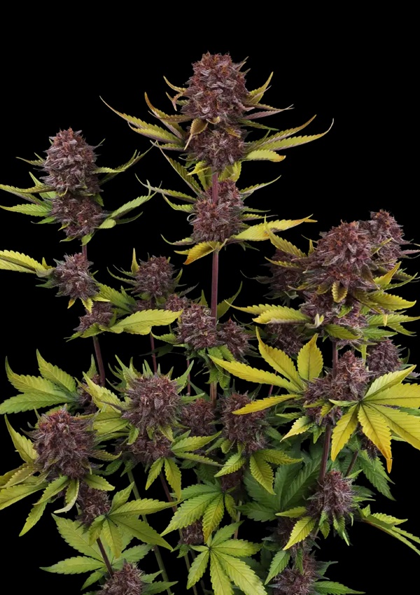 purple_lemonade_auto_rf3