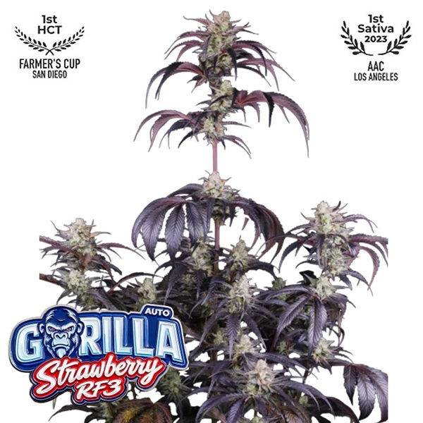 strawberry-gorilla-auto-rf3